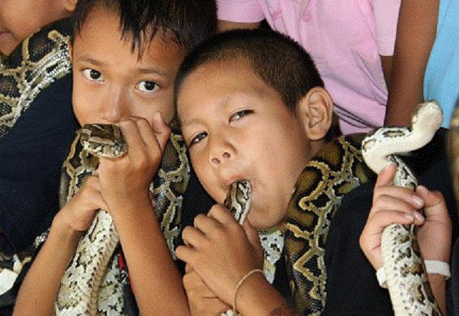 Ky la ngoi lang coi ran ho mang la thu cung o Thai Lan hinh anh