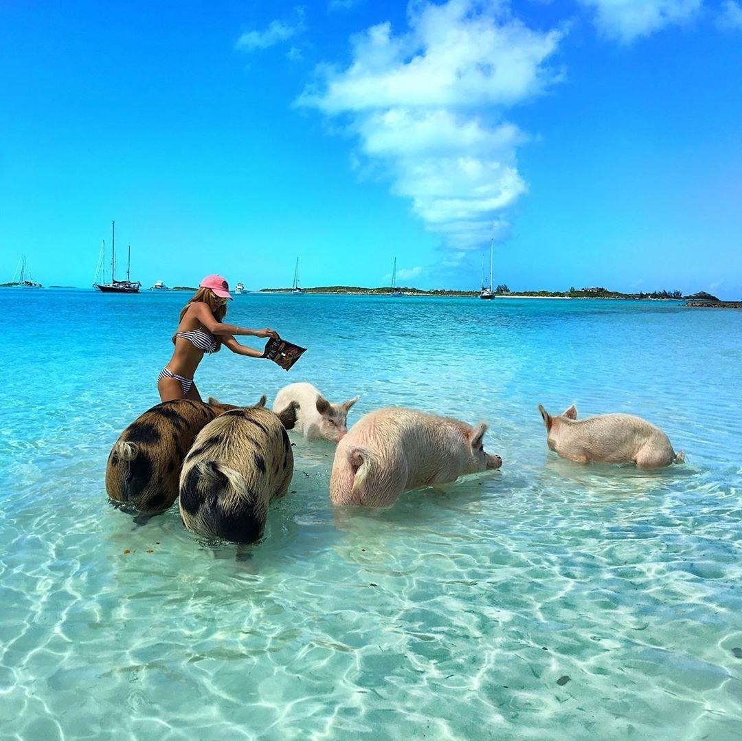 Thien duong danh cho heo anh 9