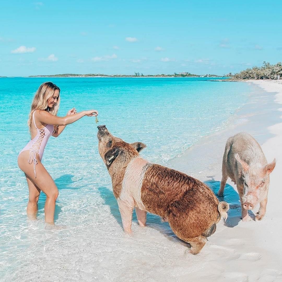 Thien duong danh cho heo anh 10