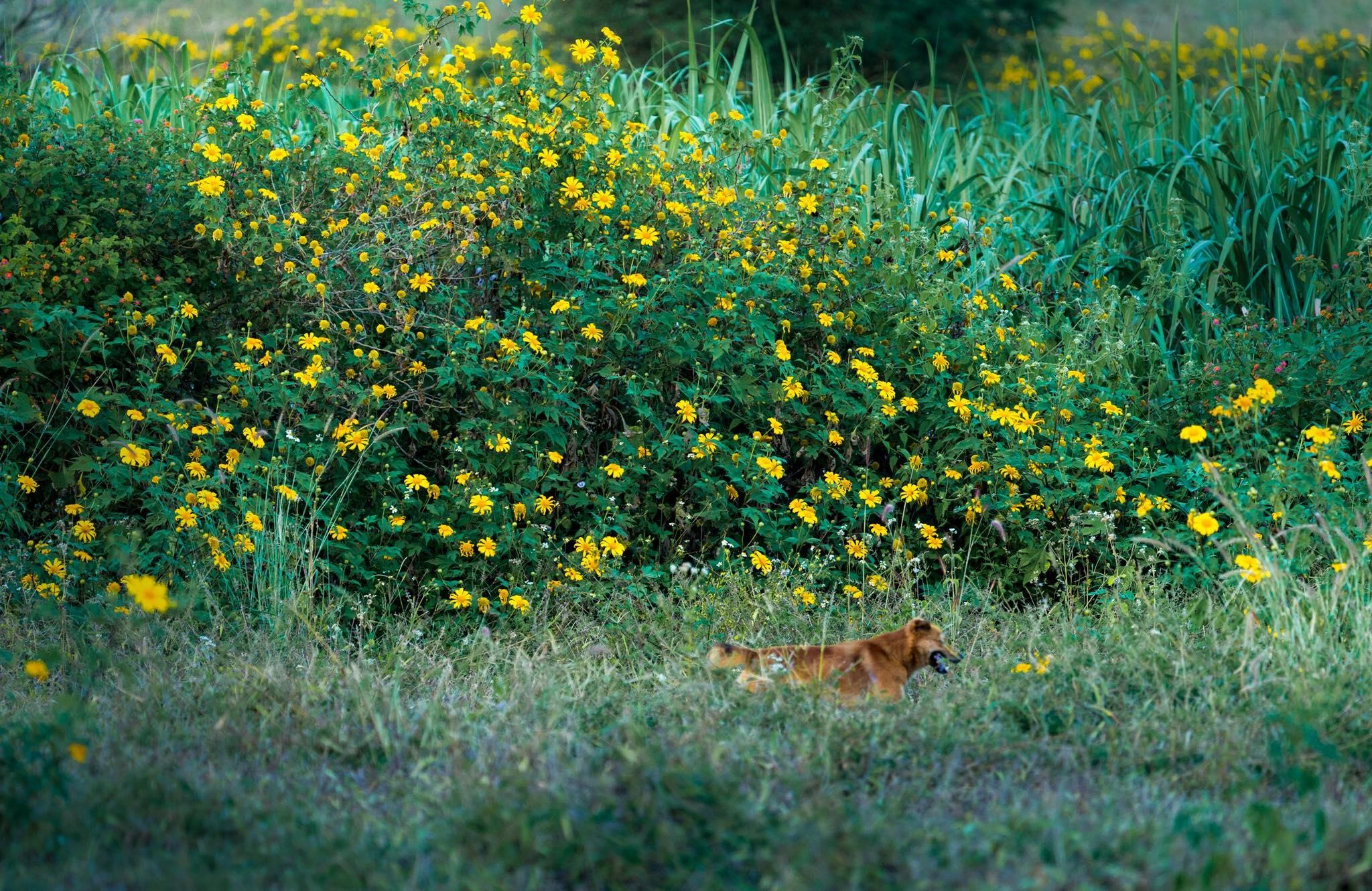 Du lich Gia Lai anh 9