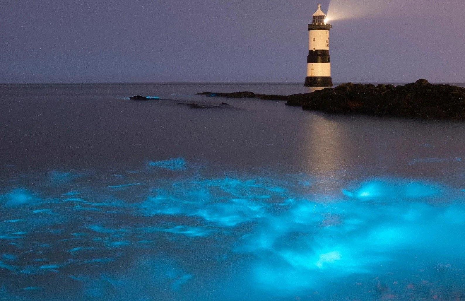 Hien tuong hiem hoi sinh vat phu du phat sang ky la o bo bien Anh hinh anh