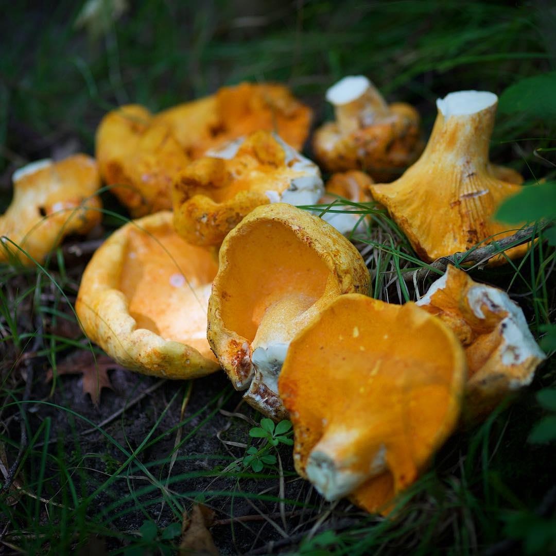 Ky la nam dai co mui vi nhu tom hum thuong hang hinh anh