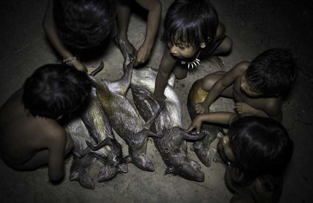 Bo lac cho dong vat bu sua me anh 3