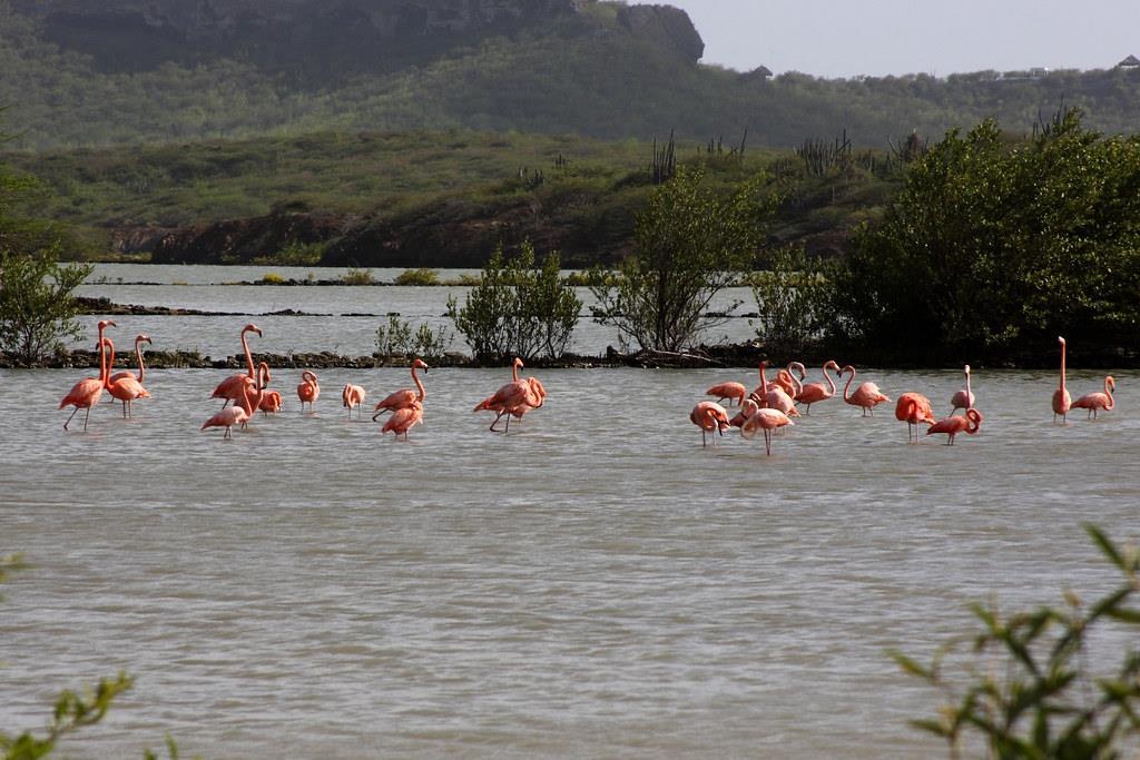 Du lich Curacao anh 6