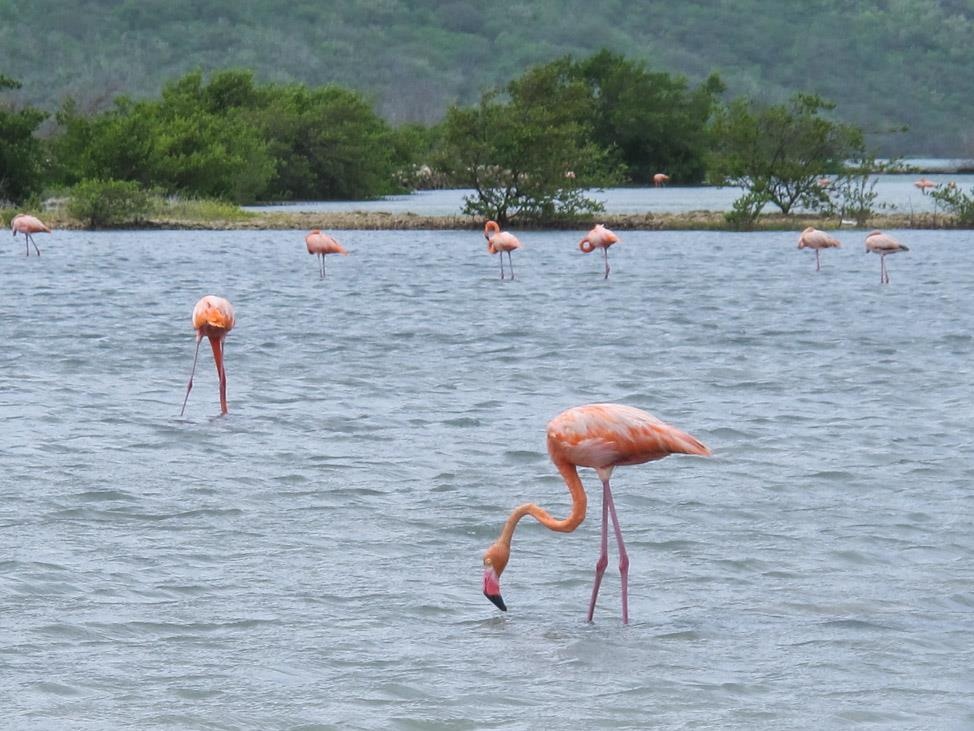 Du lich Curacao anh 5