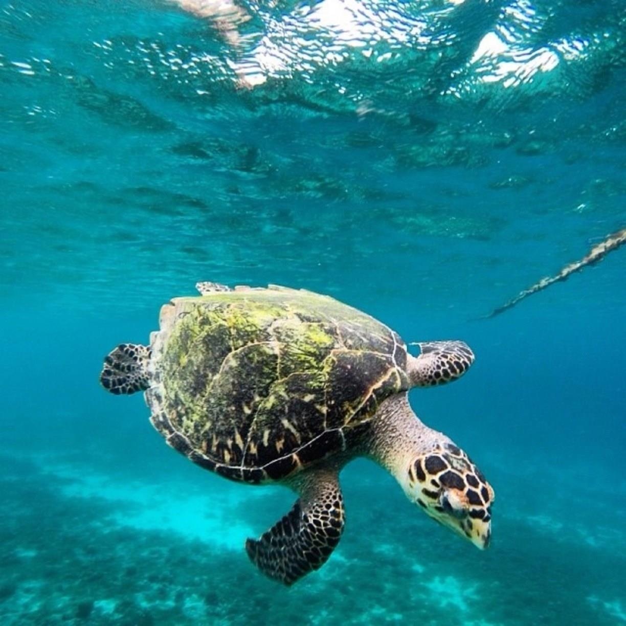 Du lich Curacao anh 11