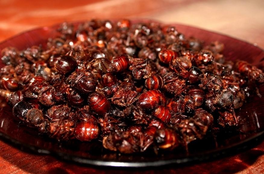 Kien chien va 12 mon an la o rap chieu phim tren the gioi hinh anh