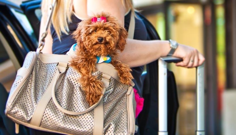 Quy dinh mang vat nuoi len may bay anh 4