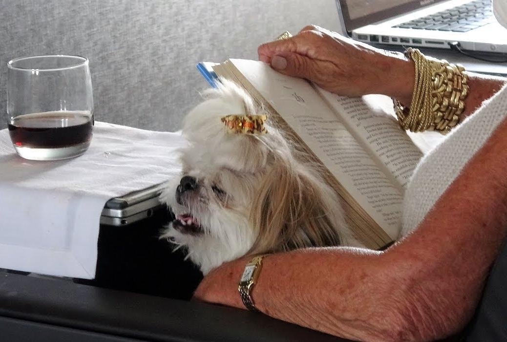 Quy dinh mang vat nuoi len may bay anh 3