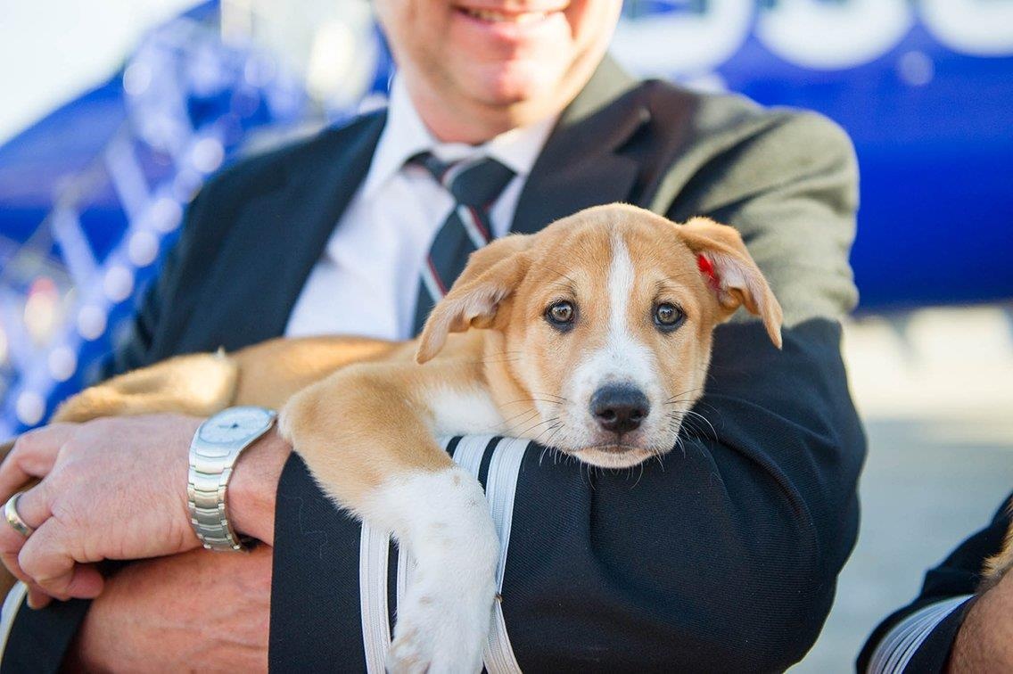 Quy dinh mang vat nuoi len may bay anh 6