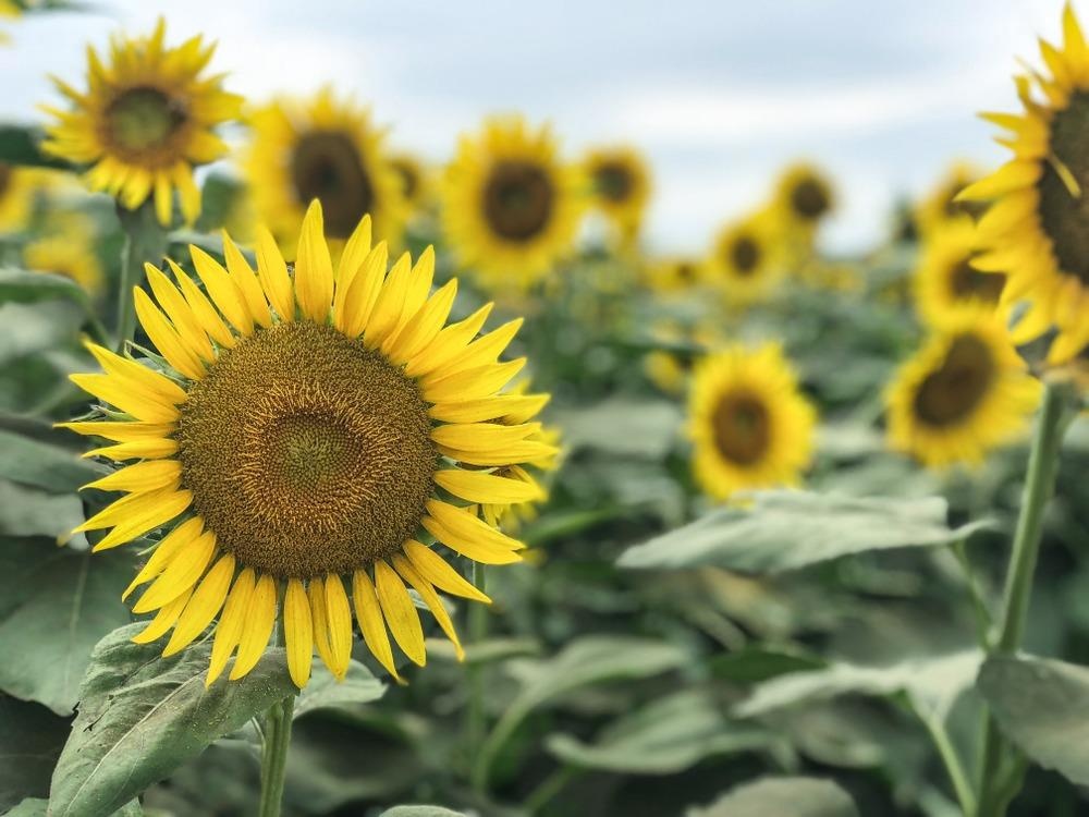 Le hoi Nhat Ban anh 6