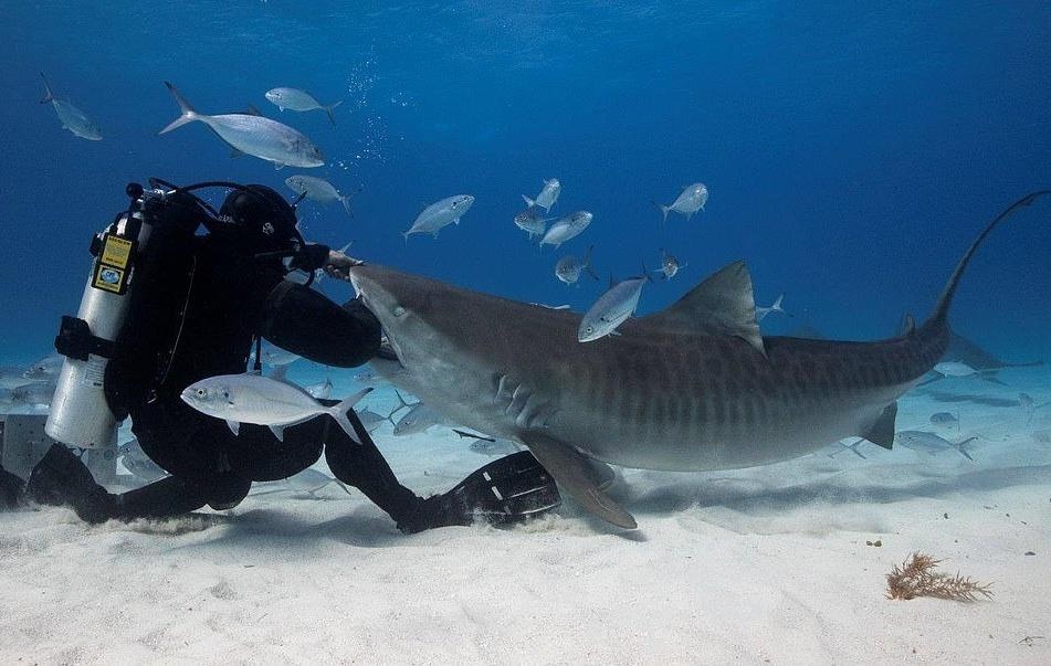 do lan chong ca map anh 1