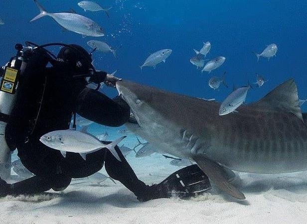 Do lan giup con nguoi dua tay vao mieng ca map an toan hinh anh