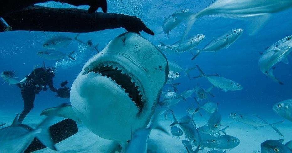 do lan chong ca map anh 2