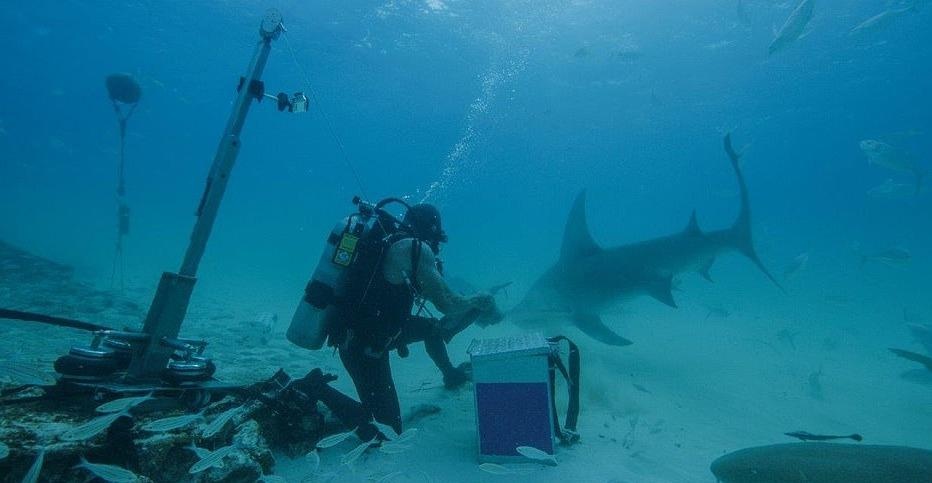 do lan chong ca map anh 7