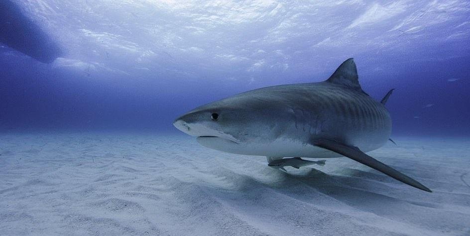 do lan chong ca map anh 8