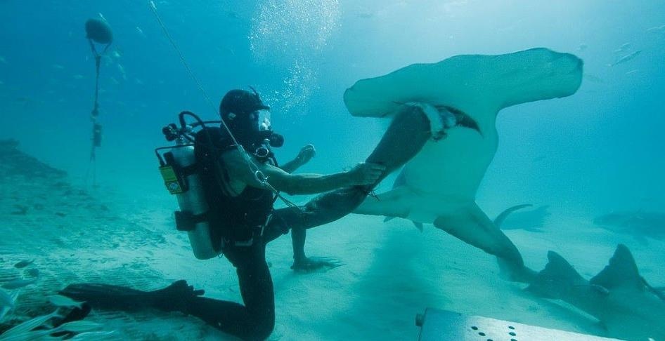 do lan chong ca map anh 9