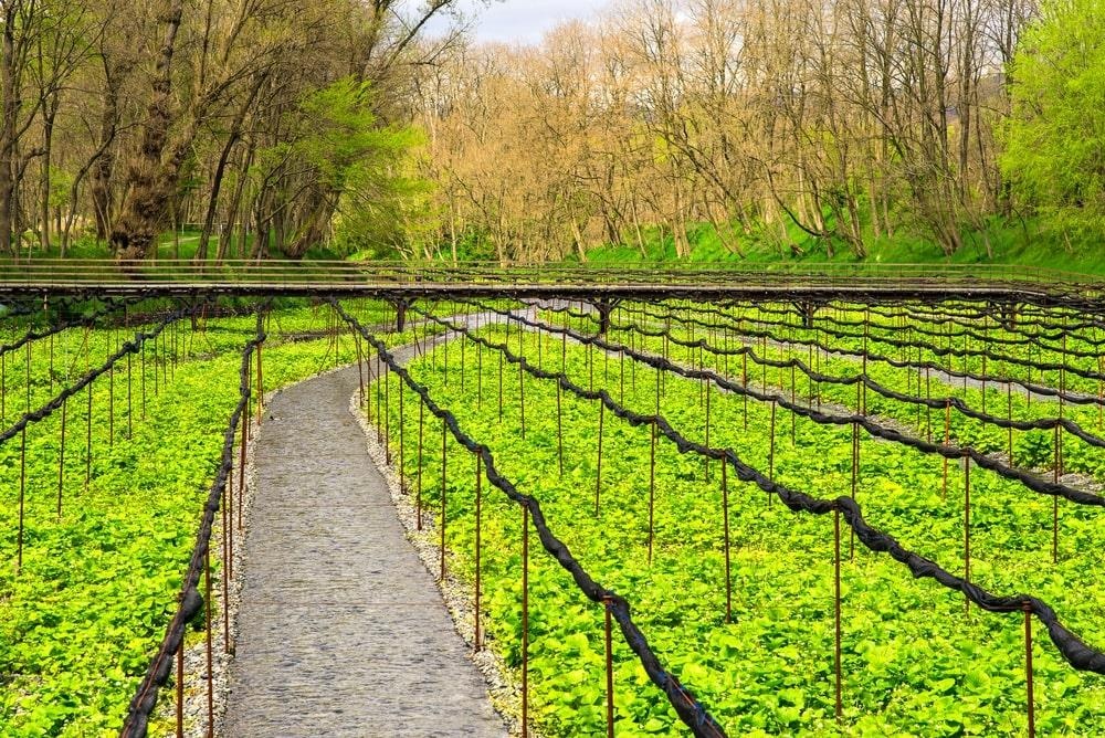 Du lich Nhat Ban anh 2