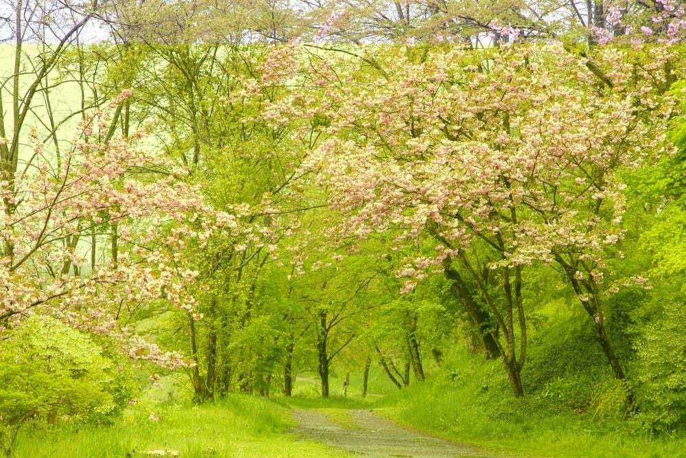 Du lich Nhat Ban anh 8