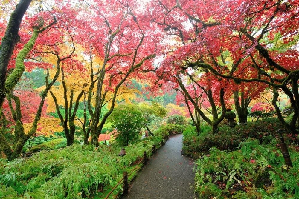 Mua thu Canada anh 5