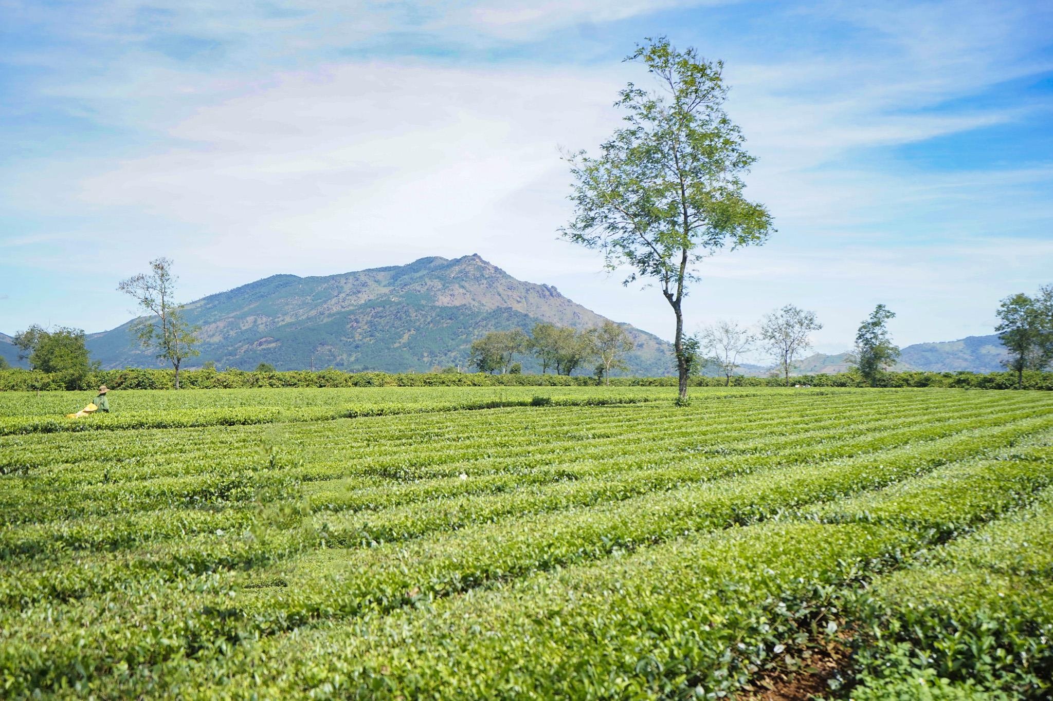 Canh dep Gia Lai anh 25