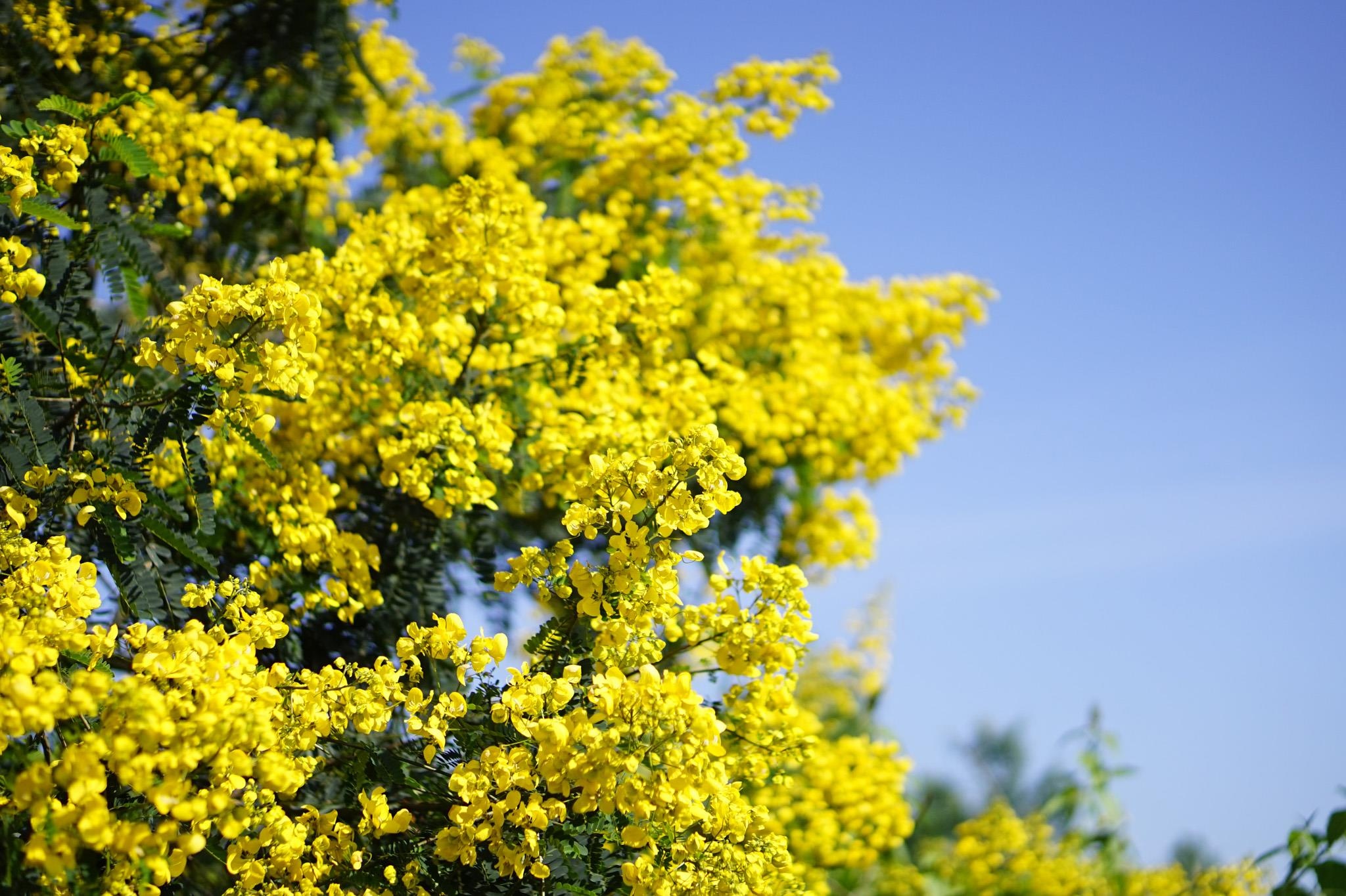 Canh dep Gia Lai anh 20