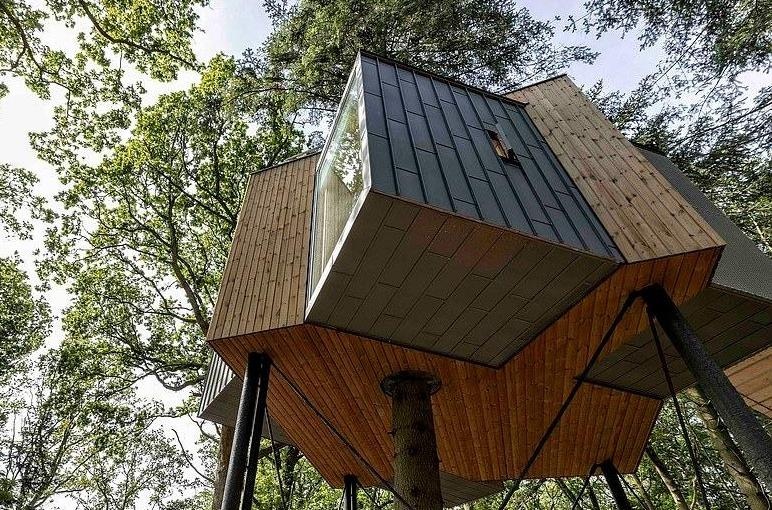 Doc dao cay thong 'moc xuyen' ngoi nha lo lung giua rung hinh anh