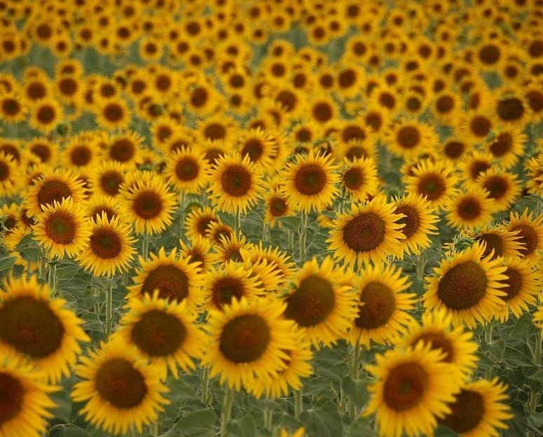 Ve dep thien nhien anh 12