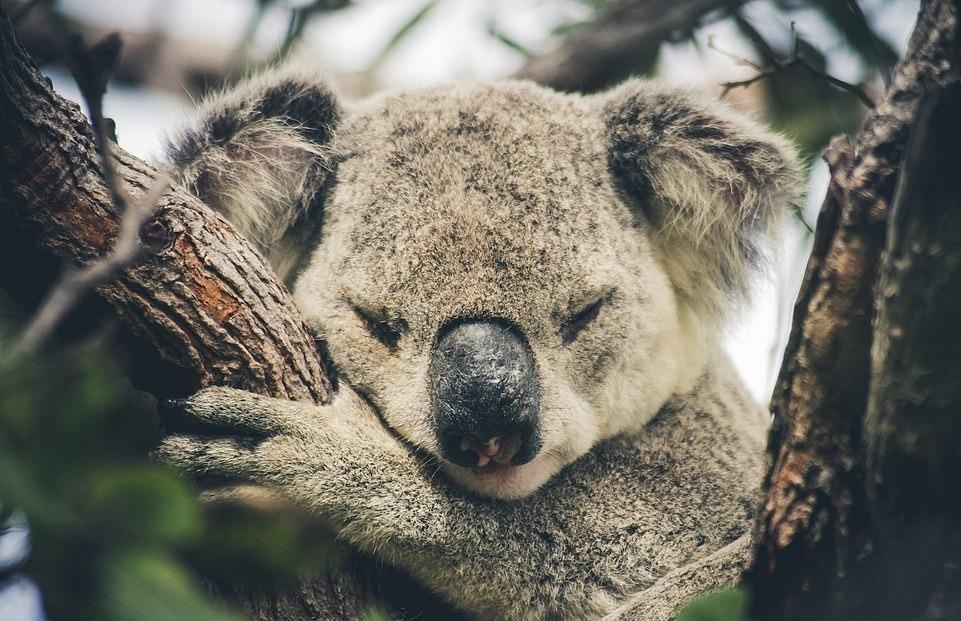 Ve dep thien nhien anh 34