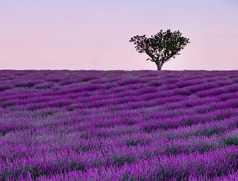 Ve dep thien nhien anh 13