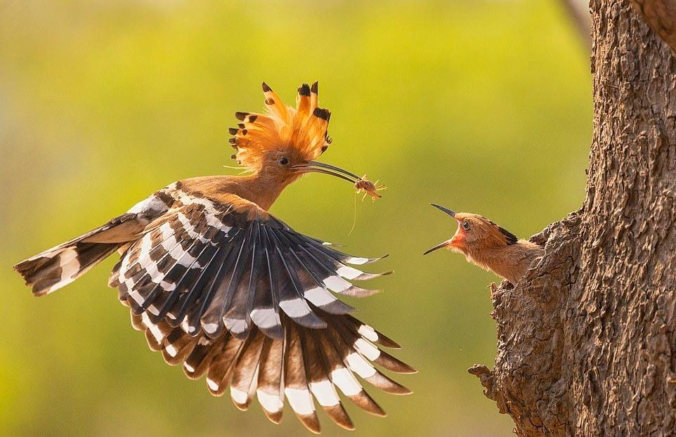 Ve dep thien nhien anh 35