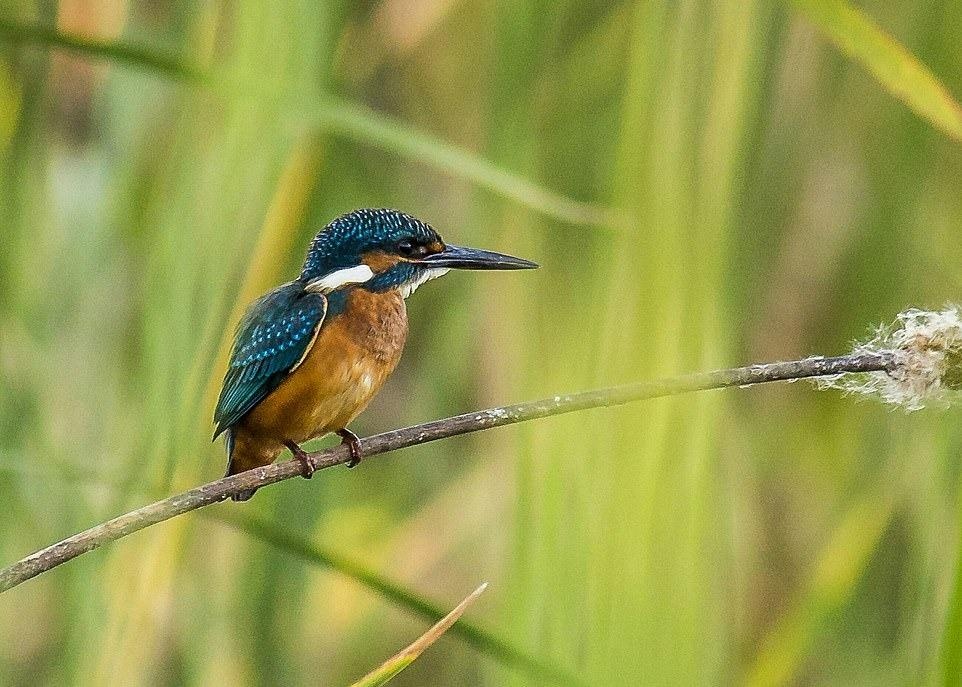 Ve dep thien nhien anh 36