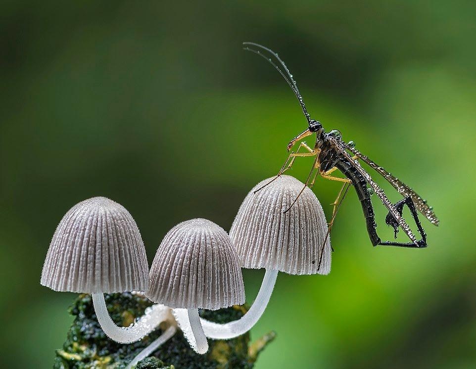 Ve dep thien nhien anh 43