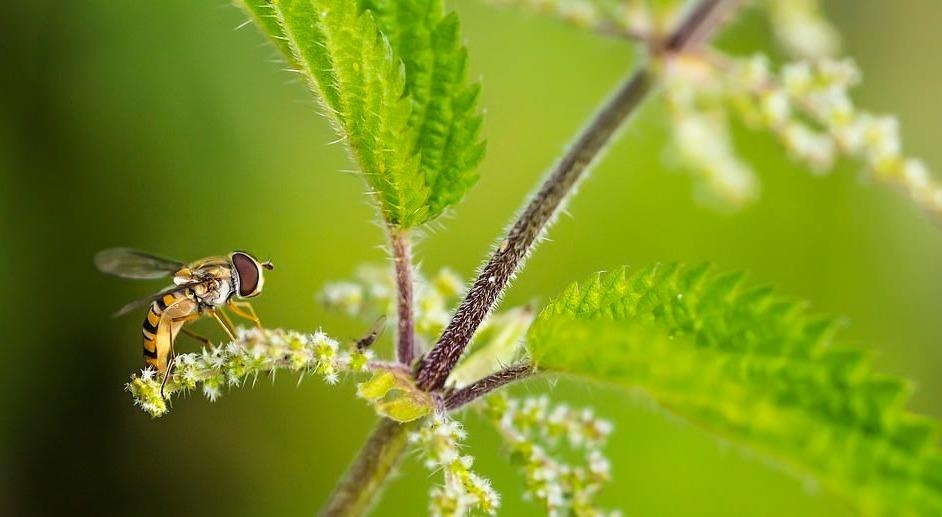 Ve dep thien nhien anh 41