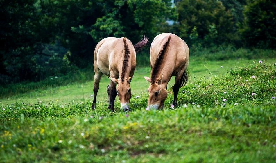 Ve dep thien nhien anh 42