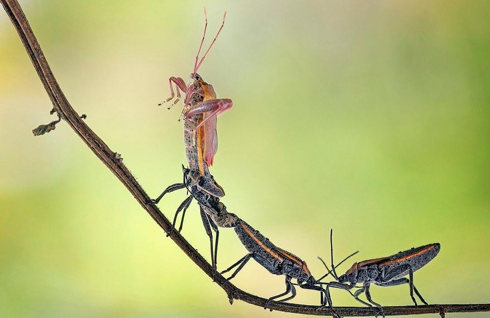 Ve dep thien nhien anh 44