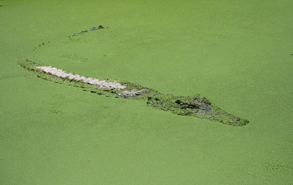 Ve dep thien nhien anh 46