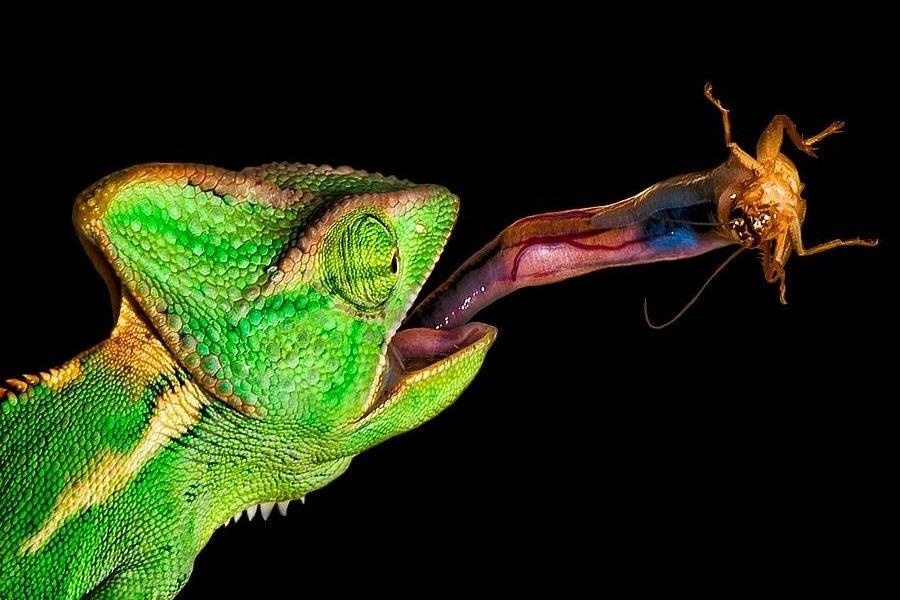 50 khoanh khac dep ngoan muc cua me thien nhien hinh anh