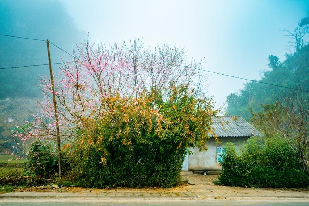 Du lich Ha Giang-Lao Cai anh 7