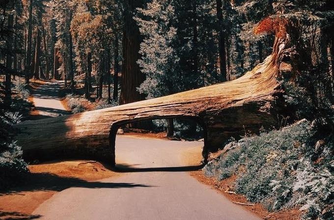 Duong ham xuyen cay nghin nam tuoi giua khu rung khong lo hinh anh