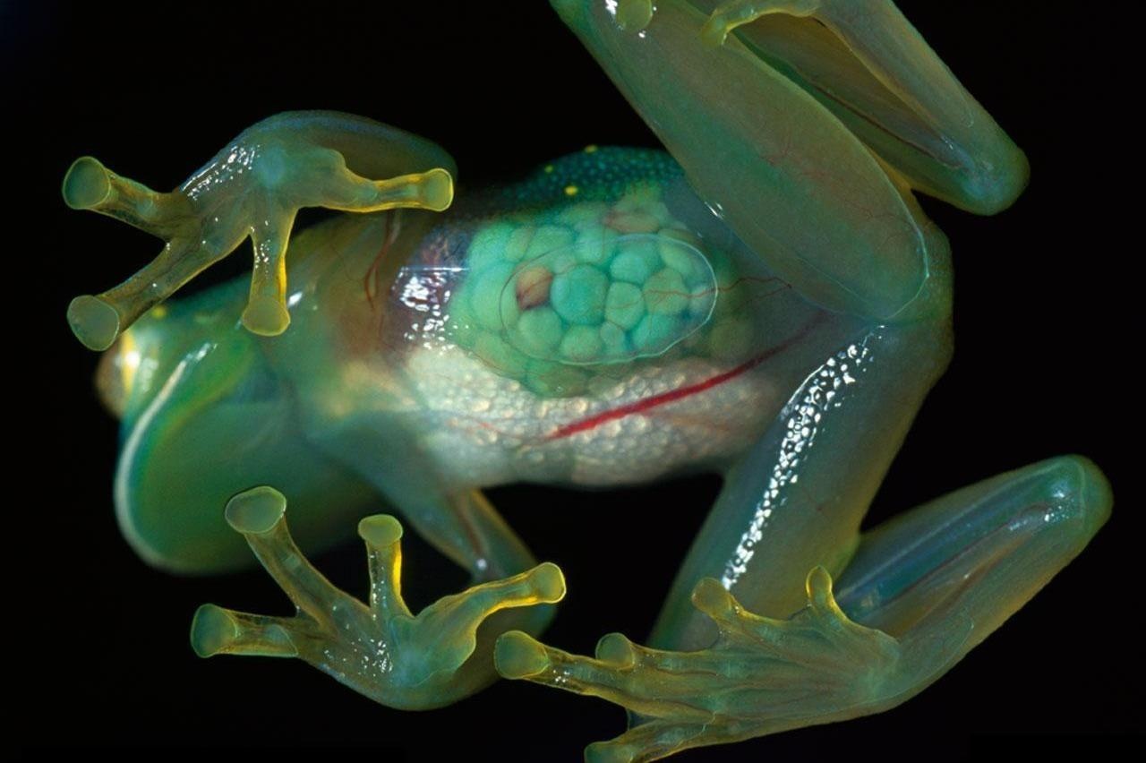 Ech trong suot va 10 sinh vat ky la song trong rung Amazon hinh anh