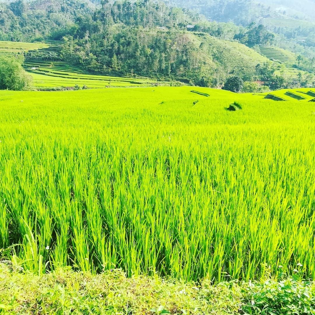 Cung duong lua chin dep nhat anh 6