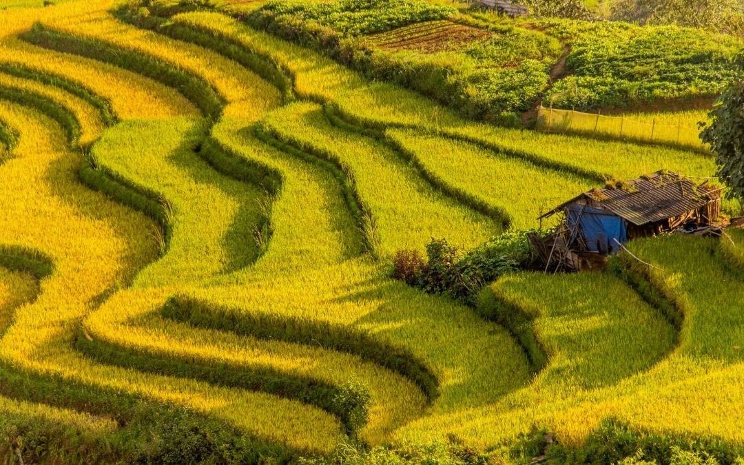 Cung duong lua chin dep nhat anh 1