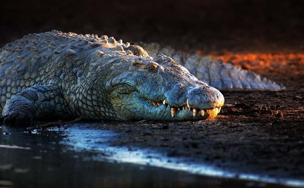 du lich chau Phi anh 1