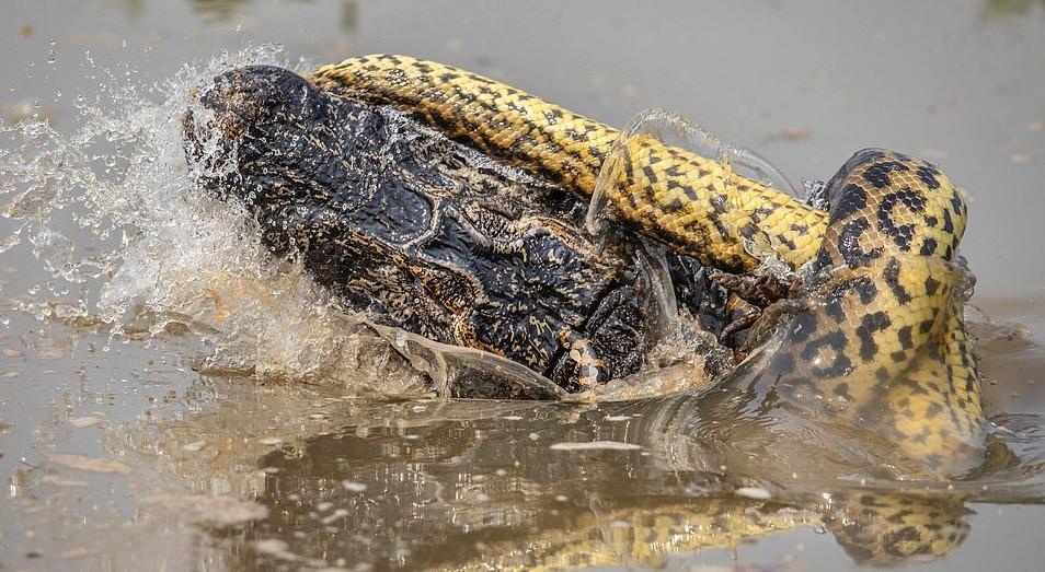 Trăn khổng lồ Anaconda ảnh 1 Tran khong lo Anaconda anh 1