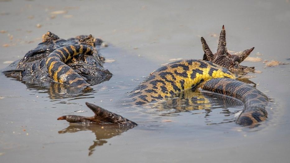 Trăn khổng lồ Anaconda ảnh 6 Tran khong lo Anaconda anh 6