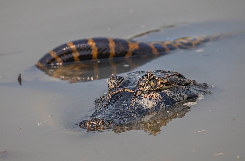 Trăn khổng lồ Anaconda ảnh 5 Tran khong lo Anaconda anh 5