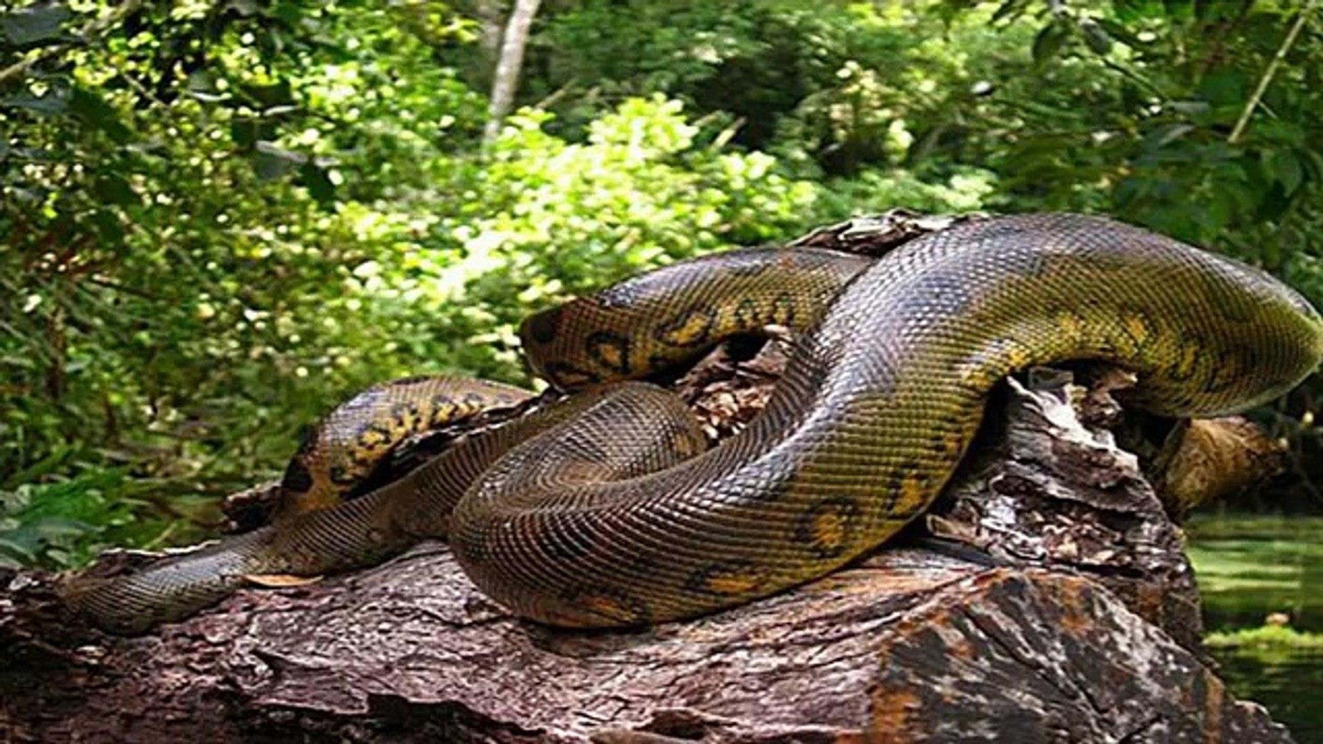 Trăn khổng lồ Anaconda ảnh 4 Tran khong lo Anaconda anh 4