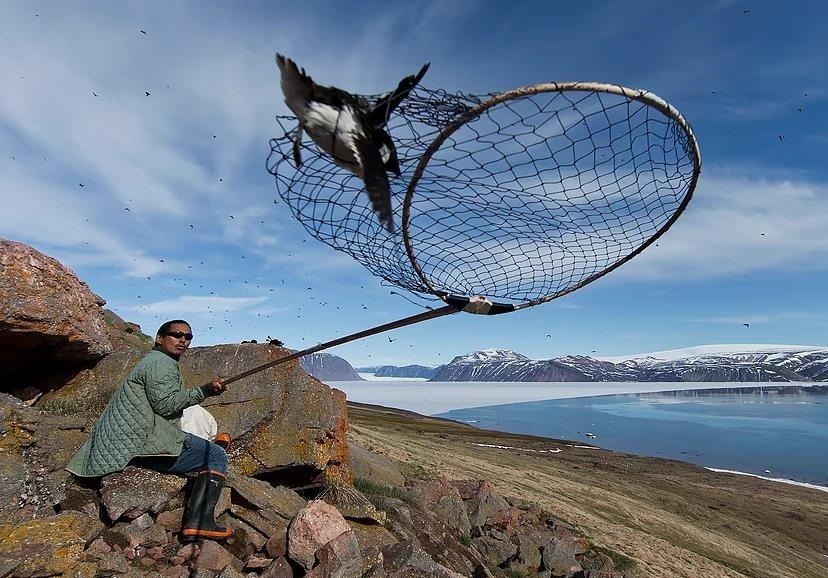 Bat chim bang vot de lam mon an boc mui kinh di o Greenland hinh anh