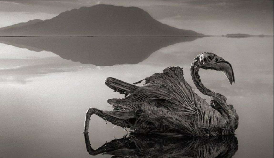 Ho nuoc hoa da dong vat anh 4